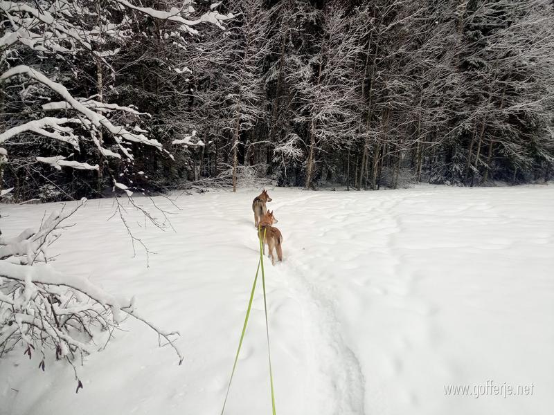 Winter forest!