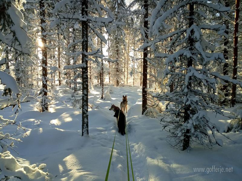 Winter forest with Tytteli coming along