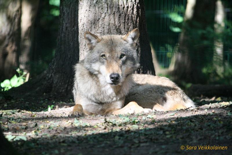 The big bad wolf or The wolf-problem in Finland