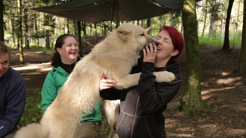 The Girl and the Wolves