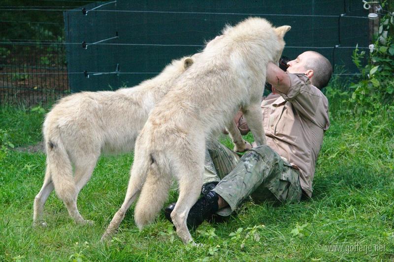 Wolf attack!