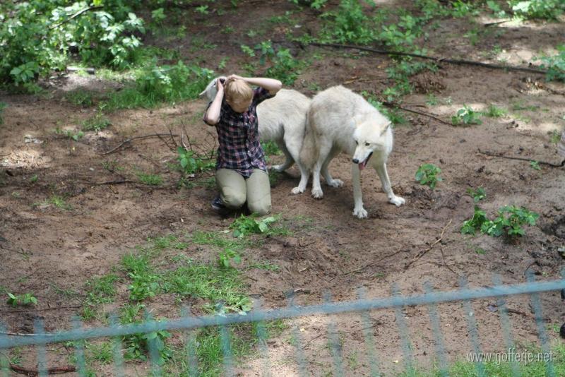 Never turn your back on a wolf! It might start pulling your ponytail...