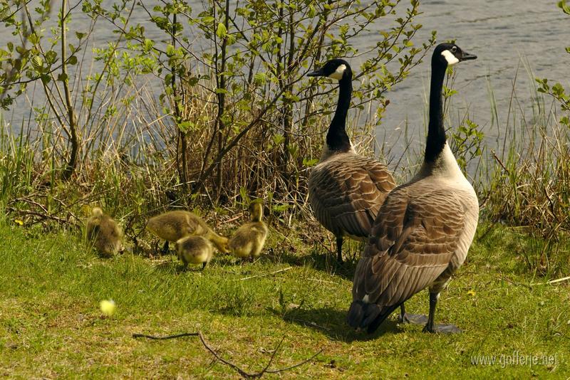 Canada geese at Apianlahti