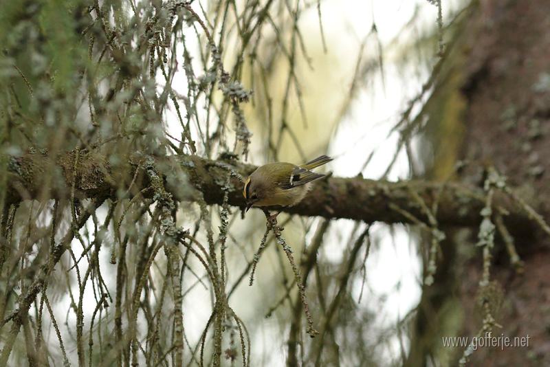 Goldcrests visiting