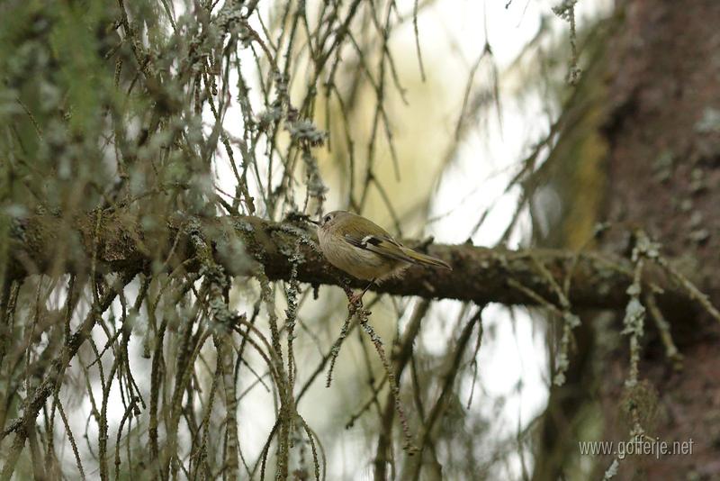 Gold crest in tree 2