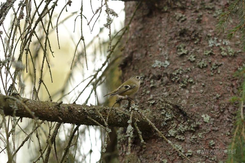 Gold crest in tree 3