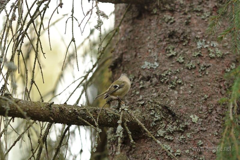 Gold crest in tree 4
