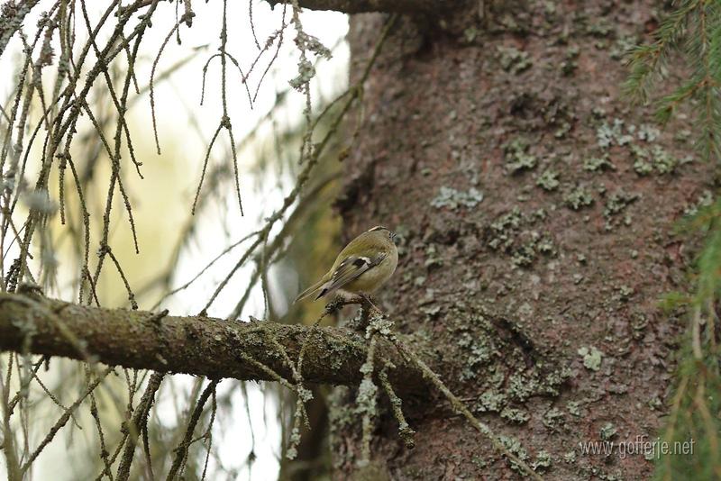 Gold crest in tree 5