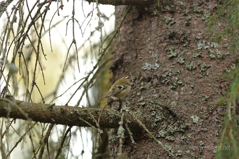 Gold crest in tree 6