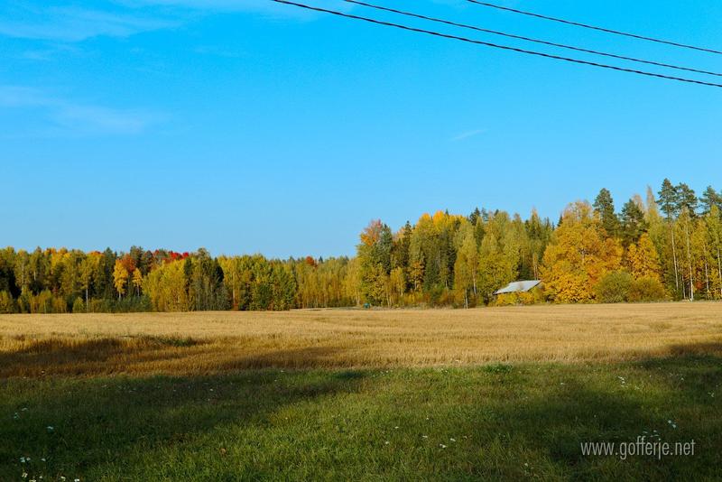 Harvested field