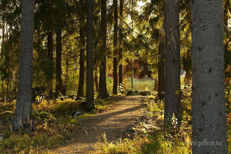 Golden hour in the forest