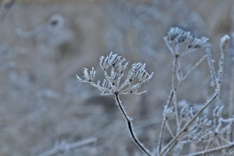 First frost